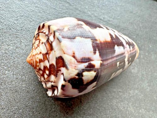 Conus striatus black form - conus, „black